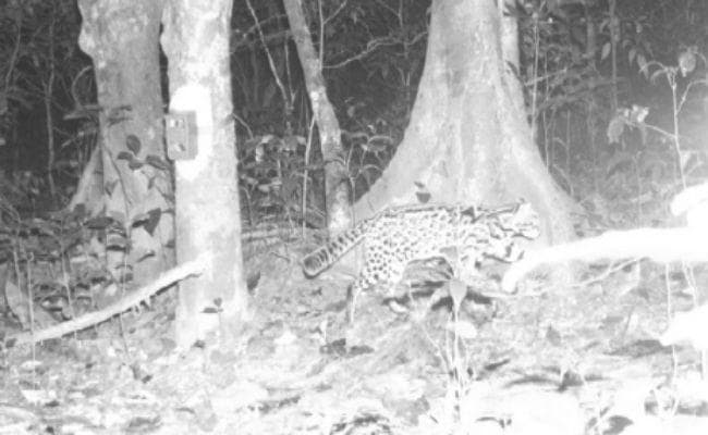 अलीपुरद्वार : ...जब कैमरे में कैद हुआ लेपार्ड
