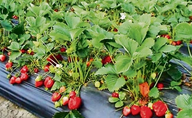 पटना : परंपरागत खेती से हटकर बागवानी कर रहे किसान, स्ट्राबेरी व ड्रैगन फ्रूट की खेती में भी बढ़ी दिलचस्पी