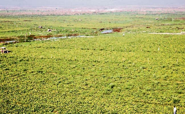 सुपौल, समस्तीपुर व बक्सर में बांटने योग्य भूदान की एक हजार एकड़ जमीन मिली