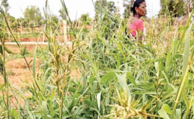 घास ने बदली किस्मत