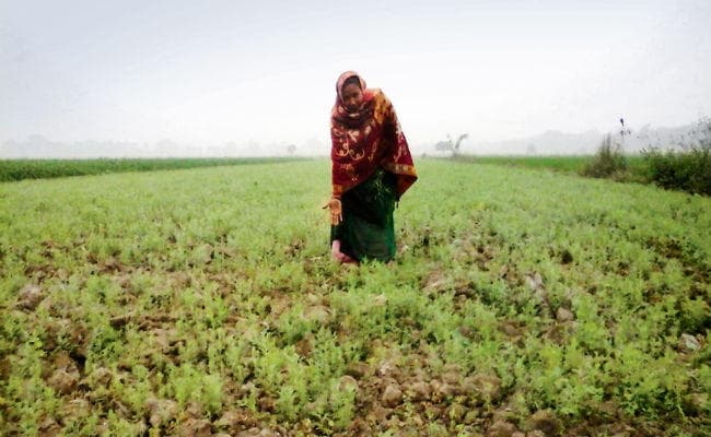 मौसम का बदलता मिजाज दलहनी फसलों के लिए रामबाण
