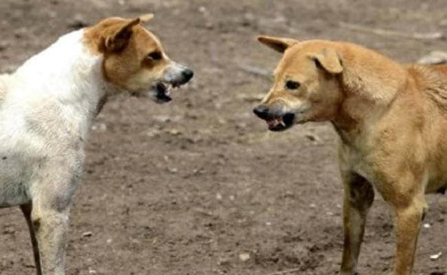खेत में शौच के लिए गयी थी बच्ची, कुत्तों ने नोच-नोच कर मार डाला