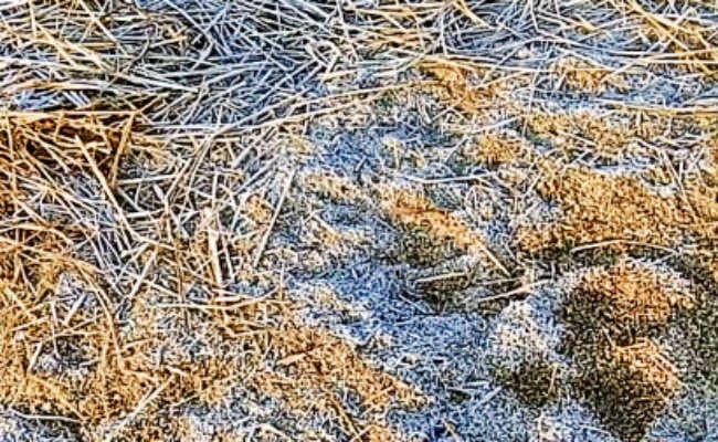 रांची : हाड़ कंपा रही ठंड, कांके में जमी ओस, न्यूनतम तापमान रहा 2.2 डिग्री सेल्सियस