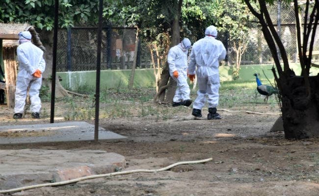 संजय गांधी जैविक उद्यान में बर्ड फ्लू से छह मोरों की मौत, अगले आदेश तक चिड़ियाघर बंद