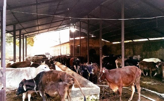 पटना: सड़कों पर घूमने वाली गायों को मिल रहा गोशाला में आसरा