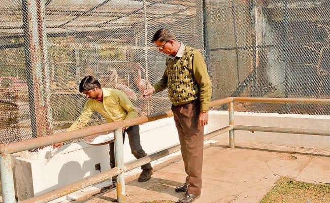 जैविक उद्यान के पक्षियों को बर्ड फ्लू से बचाने की हो रही कोशिश