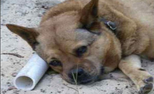 ग्रेटर नोएडा में पालतू कुतिया की मौत पर मोटरसाइकिल सवार के खिलाफ FIR