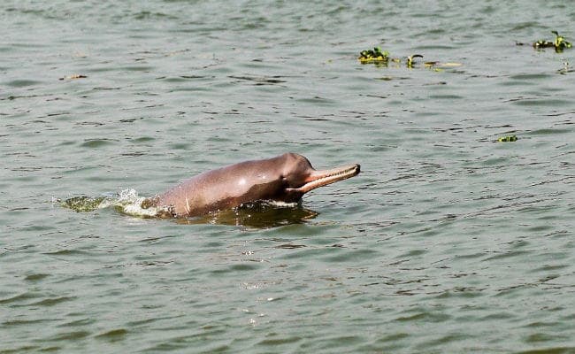 बिहार में गंगा में हर किमी में दो डॉल्फिनें बना रहीं अपना घर