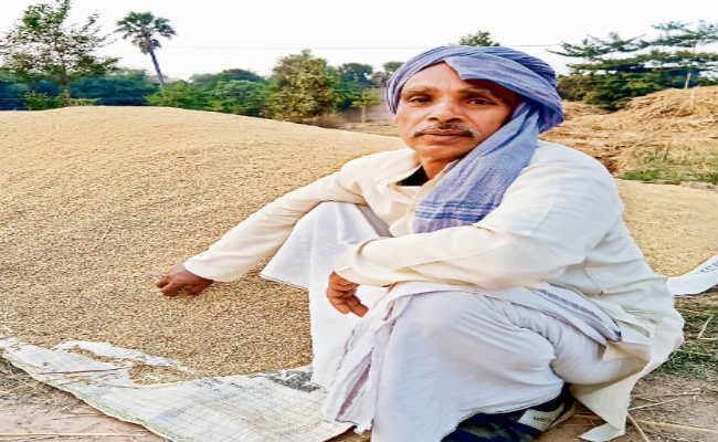 बिहटा : नहीं शुरू हुई खरीद, खुले में पड़ा है धान, किसान निराश