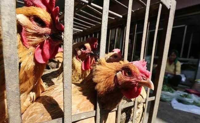 कुछ मरी तो कुछ जिंदा मुर्गियों को लेकर वेटनरी कॉलेज पहुंचे लोग