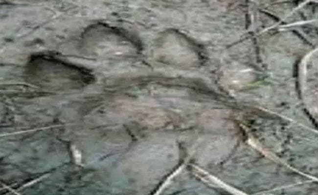 श्रीनगर : उदयपुर जंगल में बाघ के पैरों के निशान से हड़कंप