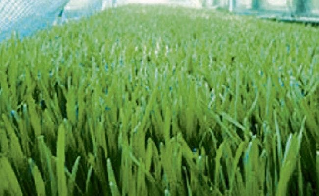 पटना : कोहरा व ओस की कमी से गेहूं की फसल पर संकट