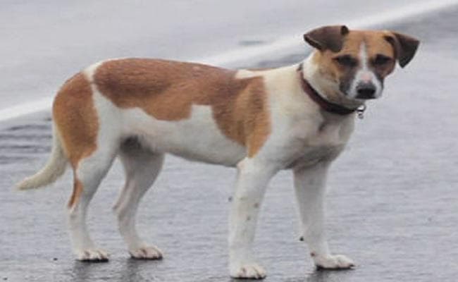 नोएडा की सोसाइटी में अावारा कुत्तों ने बच्ची को नोंचकर किया घायल, मामला दर्ज