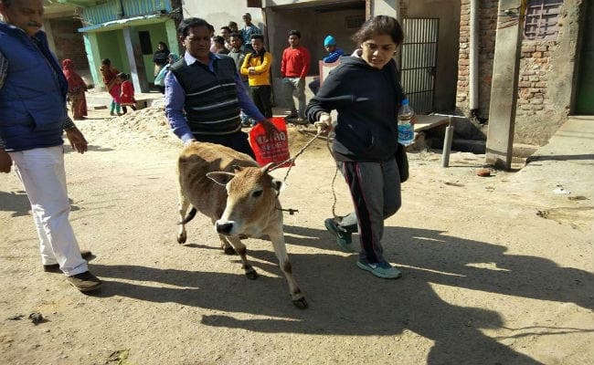 गिरिडीह : अवैध बूचड़खाने पर छापेमारी करने गयी पुलिस पर पथराव