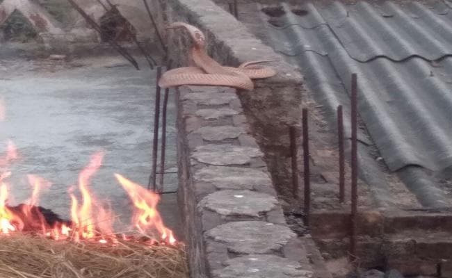 ठंड से बेहाल विषैले सांप का कुछ एेसा था हाल, ग्रामीणों ने आग जलाकर दी गर्मी
