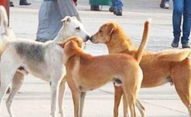 दिल्ली में आवारा कुत्तों का आतंक, एक ही परिवार के दो मासूमों को नोच-नोचकर मार डाला