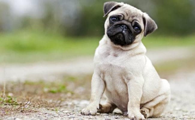 अमेरिका में एक शख्स ने कुत्ते को काटा, जानिए उसके बाद क्या हुआ... !