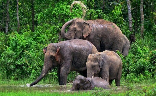 बिहार में बाघों की निगरानी करेंगे अंडमान से आये हाथी, टाइगर रिजर्व ने की अनोखी प्लानिंग, जानें