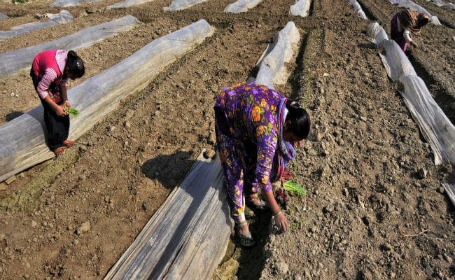 ग्रामीण क्षेत्रों के विकास से बढ़ेगा रोजगार, पढ़ें बजट पर अर्थशास्त्री ब्रजेश झा को