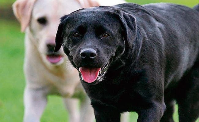 भोपाल में डेढ़ साल के बच्चे को कुत्तों ने नोच-नोच कर मार डाला