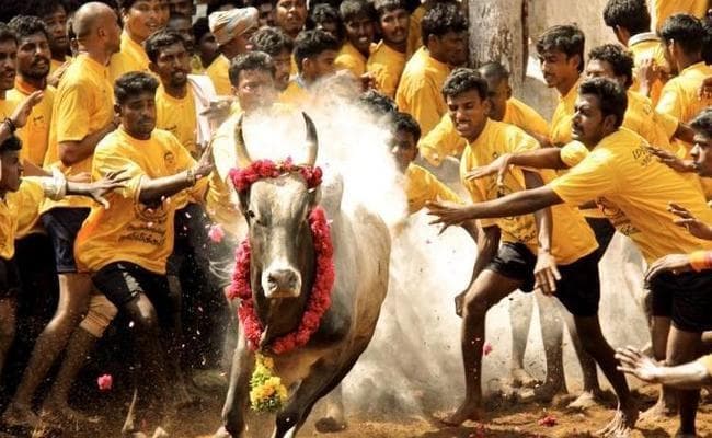 जलीकट्टू के खिलाफ दायर याचिकाओं को संविधान पीठ के पास भेजा गया