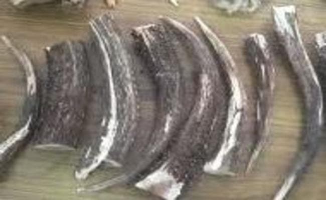 किशनगंज में राजस्व खुफिया विभाग ने बारहसिंगा के सींग जब्त किये, कीमत...