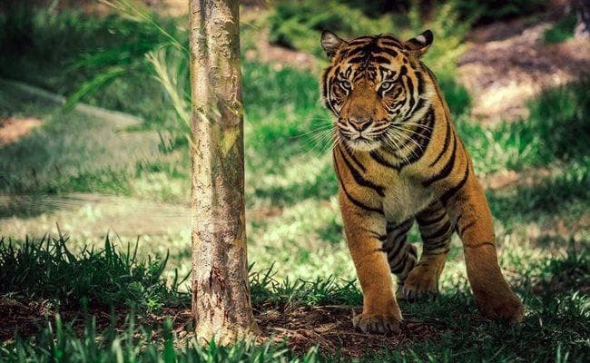 Bihar में आदमखोर बाघ ने फिर बदला ठिकाना, बच्चों को कमरे में बंद करके रख रही है मां, खौफ में ग्रामीण