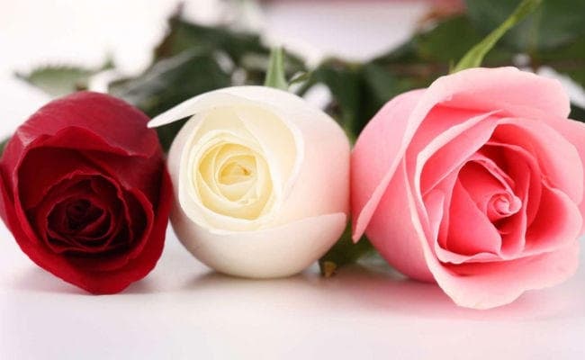 Rose Day 2018‬‬ : वैलेंटाइन वीक के पहले दिन प्यार के त्योहार का करें गुलाबी आगाज़