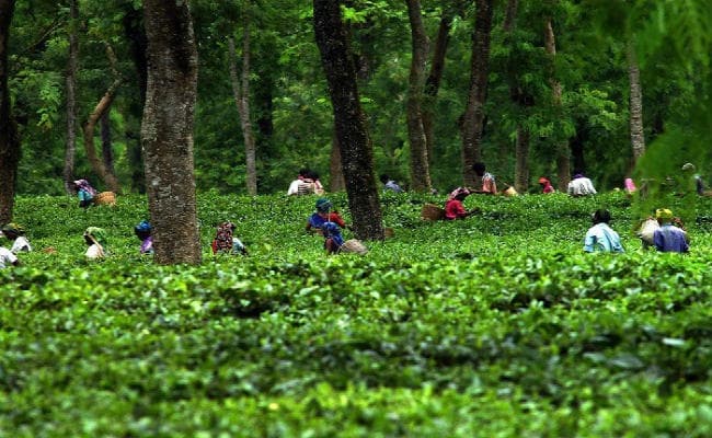 दार्जिलिंग :  बंद से बंगाल को जरा भी नुकसान नहीं