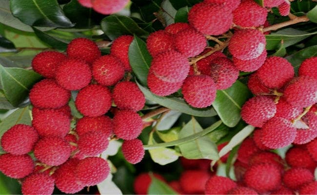 लीची उत्पादन में चीन को पछाड़ देगा भारत, सात वैज्ञानिकों की रिसर्च में जतायी गयी यह संभावना