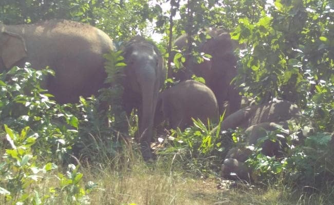 हाथी का बच्चा कुएं के लिए खोदे गये गड्ढे में गिरा, जमाया डेरा, पांच घंटे की मशक्कत के बाद निकाला गया