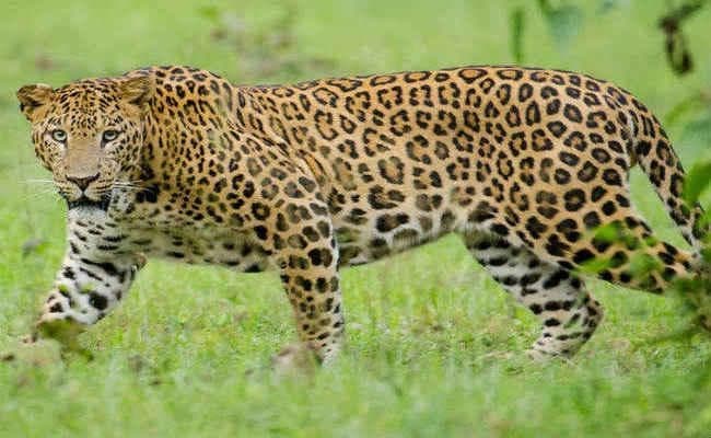 महराजगंज : खेत में काम कर रही महिला को जबड़े में दबाकर खींच ले गया तेंदुआ, मौत
