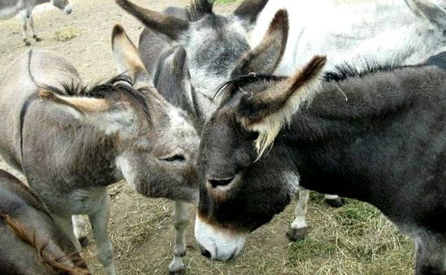 बिहार : बड़े काम के गदहे, स्वरोजगार के साथ सेना में भी मददगार