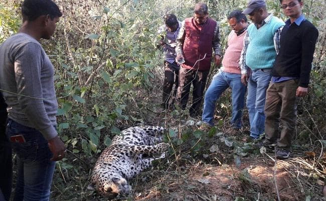 हिरण के चक्कर में बाघ ने किया तेंदुए पर हमला, रात भर चली जंग, फिर...