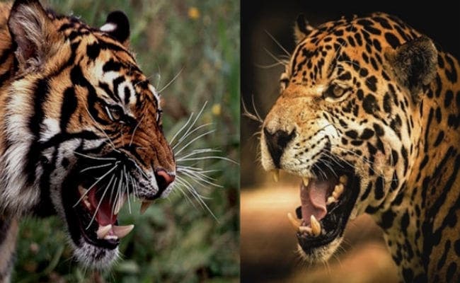 बिहार : बाघ के शिकार पर हाथ डालना तेंदुए को पड़ा महंगा, हिरन के लिए हुई थी भिड़ंत