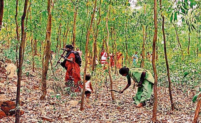 झारखंड में 110 वर्ग किलोमीटर बढ़ा वन क्षेत्र तो देश में दो साल में 2261 वर्ग किलोमीटर बढ़ी हरियाली