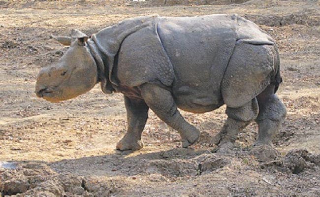 बिहार में भी अब देख सकेंगे गैंडे, वाल्मीकि टाइगर रिजर्व में फिर से हो रही गैंडों को बसाने की तैयारी