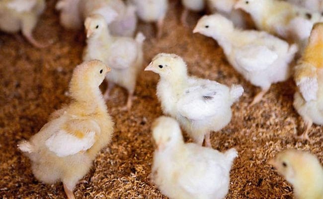 गलत हो रहा है एंटीबायोटिक्स का प्रयोग...जानें