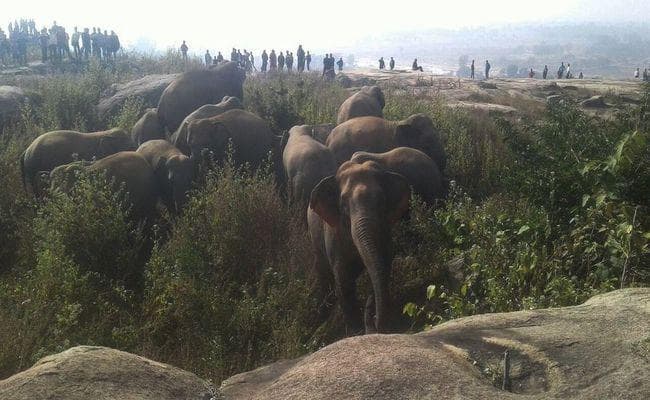 हाथियों के झुंड ने गिरिडीह में मचाया आतंक, मजदूर को कुचलकर मार डाला