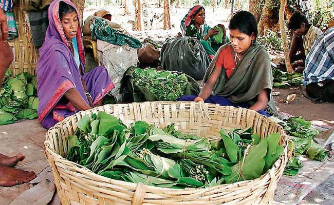 झारखंड में केंदू पत्ता बेच 17.75 करोड़ नहीं वसूल सका वन विकास निगम