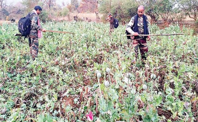 सरायकेला : दो एकड़ अफीम की खेती को पुलिस ने किया नष्ट, ग्राम प्रधान समेत 30 पर प्राथमिकी दर्ज
