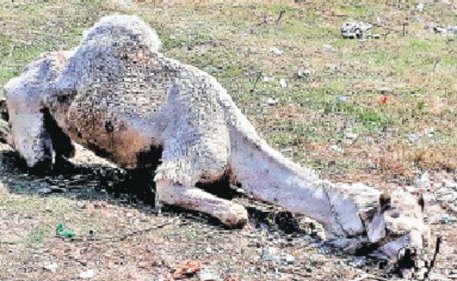 तस्करों से तो बच गये ऊंट, अब मौत से इन्हें कौन बचायेगा, जानें पूरा मामला