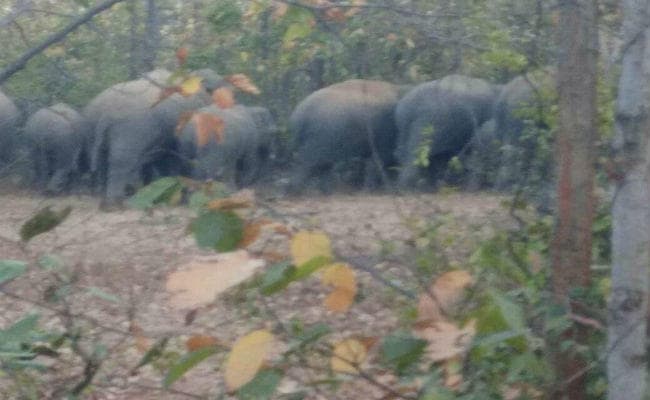 हजारीबाग :  22 हाथियों का समूह पहुंचा नरैना जंगल, दहशत में ग्रामीण
