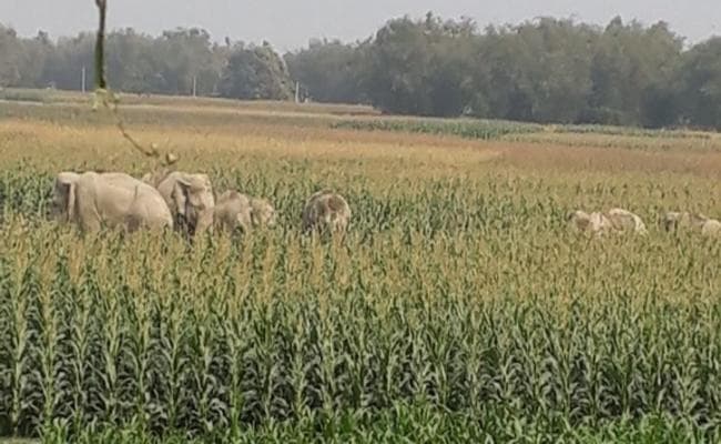 बिहार : गुस्से में नेपाली हाथियों के झुंड ने किसानों को खदेड़ कर जमाया मक्के के खेत पर कब्जा