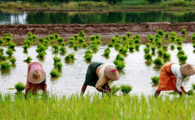 कीटनाशकों के प्रभाव के कारण 63 किसानों की मौत, कानून लाने की तैयारी में सरकार