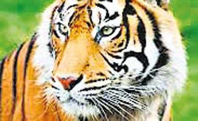 बाघ की फर्जी तस्वीर पोस्ट करना पड़ा महंगा