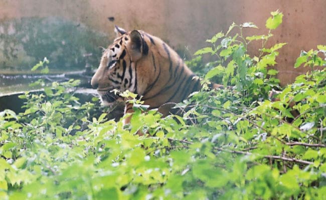 झारखंड के इस इलाके में घूम रहा है बाघ, मारकर खा रहा है जनवरों को, सहमे लोग झारखंड के इस इलाके में घूम रहा है बाघ, मारकर खा रहा है जनवरों को, सहमे लोग
