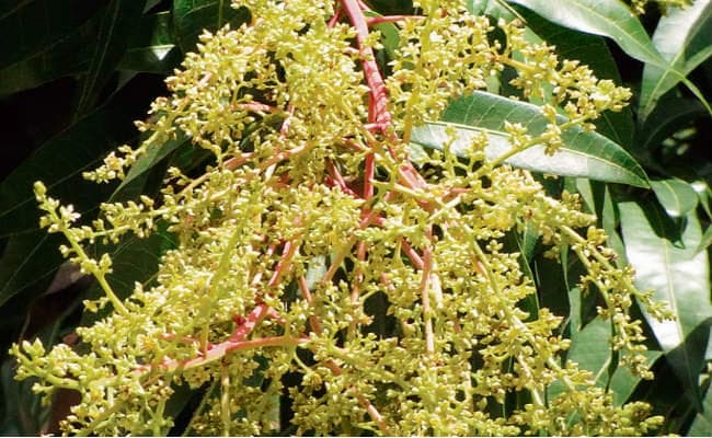 चैत्र नवरात्र : नव संवत्सर में प्रकृति का अनुपम सौंदर्य