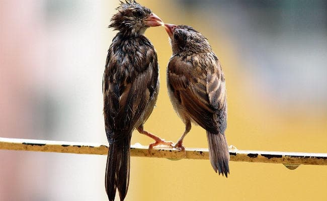 विश्व गौरैया दिवस पर विशेष  : संरक्षण के बाद भी कम हो रही गौरैया की संख्या