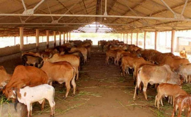 अनोखा प्रयोग : संगीत के जरिये गाय के दूध का उत्पादन 20 प्रतिशत तक बढ़ा